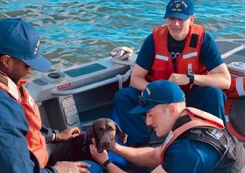 El milagroso rescate de una perrita que luchaba por sobrevivir en medio del mar tras perderse en un paseo familiar