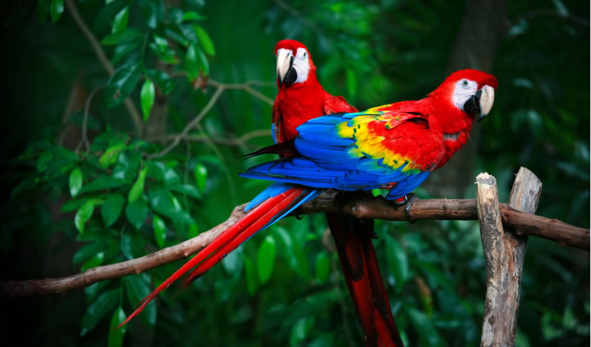 Costa Rica: Explorando la rica biodiversidad del paraíso tropical